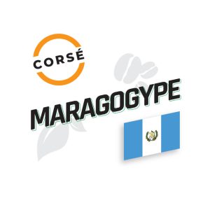 Maragogype - Guatemala